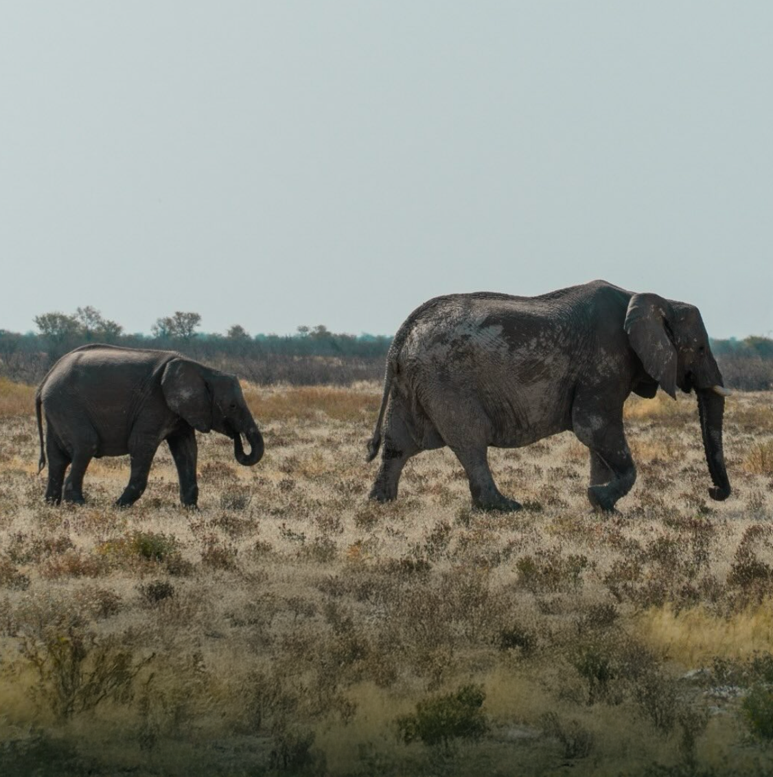 elephant parc national safari afrique du sud aventure savane nature road trip famille animaux